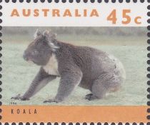 Koala (Phascolarctos cinereus)