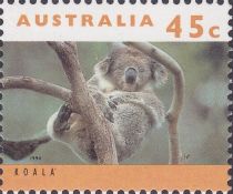 Koala (Phascolarctos cinereus)