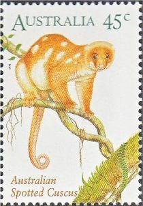 Common Spotted Cuscus (Spilocuscus maculatus)