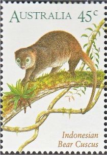 Indonesian Bear Cuscus (Ailurops ursinus)