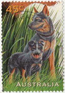 Blue Heeler Dogs (Canis lupus familiaris)