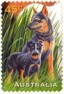 Blue Heeler Dogs (Canis lupus familiaris)