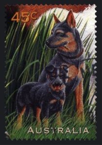 Blue Heeler Dogs (Canis lupus familiaris)