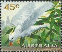 Sulphur-crested Cockatoo (Cacatua galerita)