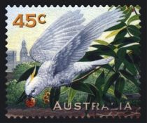 Sulphur-crested Cockatoo (Cacatua galerita)