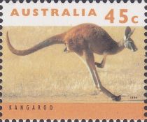 Red Kangaroo (Osphranter rufus)