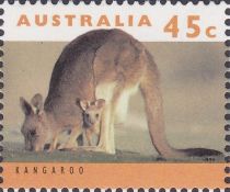 Eastern Grey Kangaroo (Macropus giganteus)