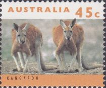 Red Kangaroo (Osphranter rufus)