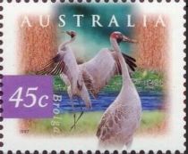 Brolga (Antigone rubicunda)