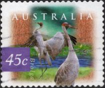 Brolga (Antigone rubicunda)