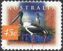 Jabiru (Ephippiorhynchus asiaticus)