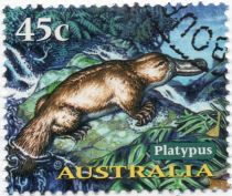 Duck-billed Platypus (Ornithorhynchus anatinus)