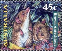 Brown Antechinus (Antechinus stuartii)