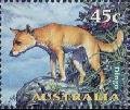 Dingo (Canis lupus dingo)