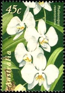 Phalaenopsis rosenstromii