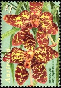 Grammatophyllum speciosum