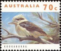 Laughing Kookaburra (Dacelo novaeguineae)