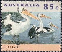 Australian Pelican (Pelecanus conspicillatus)