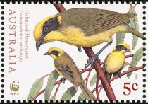 Helmeted Honeyeater (Lichenostomus melanops)