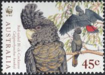 Red-tailed Black Cockatoo (Calyptorhynchus banksii)