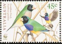 Gouldian Finch (Erythrura gouldiae)