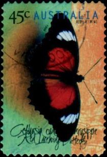 Red Lacewing (Cethosia cydippe chrisippe)