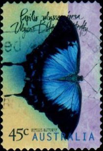 Ulysses Butterfly (Papilio ulysses joesa)