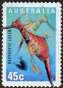 Weedy Seadragon (Phyllopteryx taeniolatus)