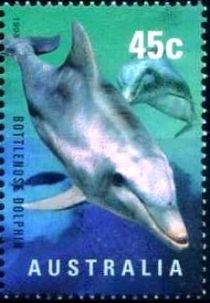 Common Bottlenose Dolphin (Tursiops truncatus)