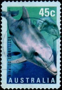 Common Bottlenose Dolphin (Tursiops truncatus)