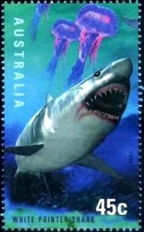 Great White Shark (Carcharodon carcharias)