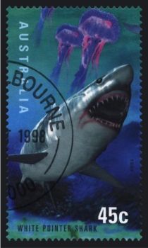 Great White Shark (Carcharodon carcharias)