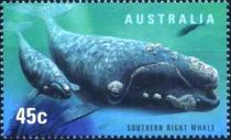 Southern Right Whale (Eubalaena australis)