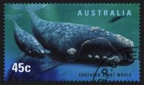 Southern Right Whale (Eubalaena australis)