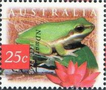 Northern Dwarf Tree Frog (Litoria bicolor), Indian Lotus