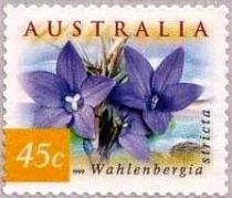 Australian Bluebells (Wahlenbergia stricta)