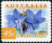 Australian Bluebells (Wahlenbergia stricta)