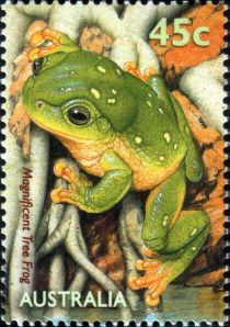 Magnificent Tree Frog (Litoria splendida)