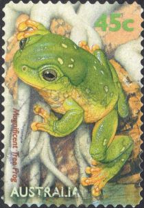 Magnificent Tree Frog (Litoria splendida)