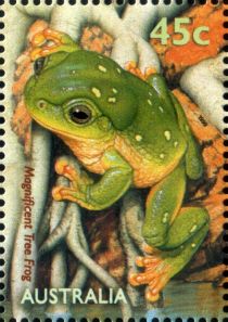 Magnificent Tree Frog (Litoria splendida)