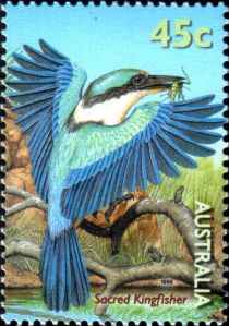 Sacred Kingfisher (Todiramphus sanctus)