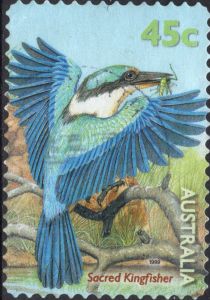 Sacred Kingfisher (Todiramphus sanctus)