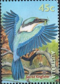 Sacred Kingfisher (Todiramphus sanctus)