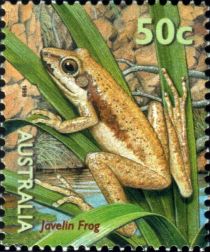 Javelin Frog (Litoria microbelos)