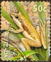 Javelin Frog (Litoria microbelos)