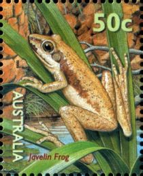 Javelin Frog (Litoria microbelos)