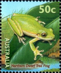 Northern Dwarf Tree Frog (Litoria bicolor)