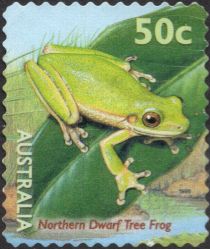 Northern Dwarf Tree Frog (Litoria bicolor)