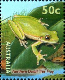 Northern Dwarf Tree Frog (Litoria bicolor)