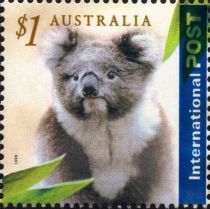 Koala (Phascolarctos cinereus)